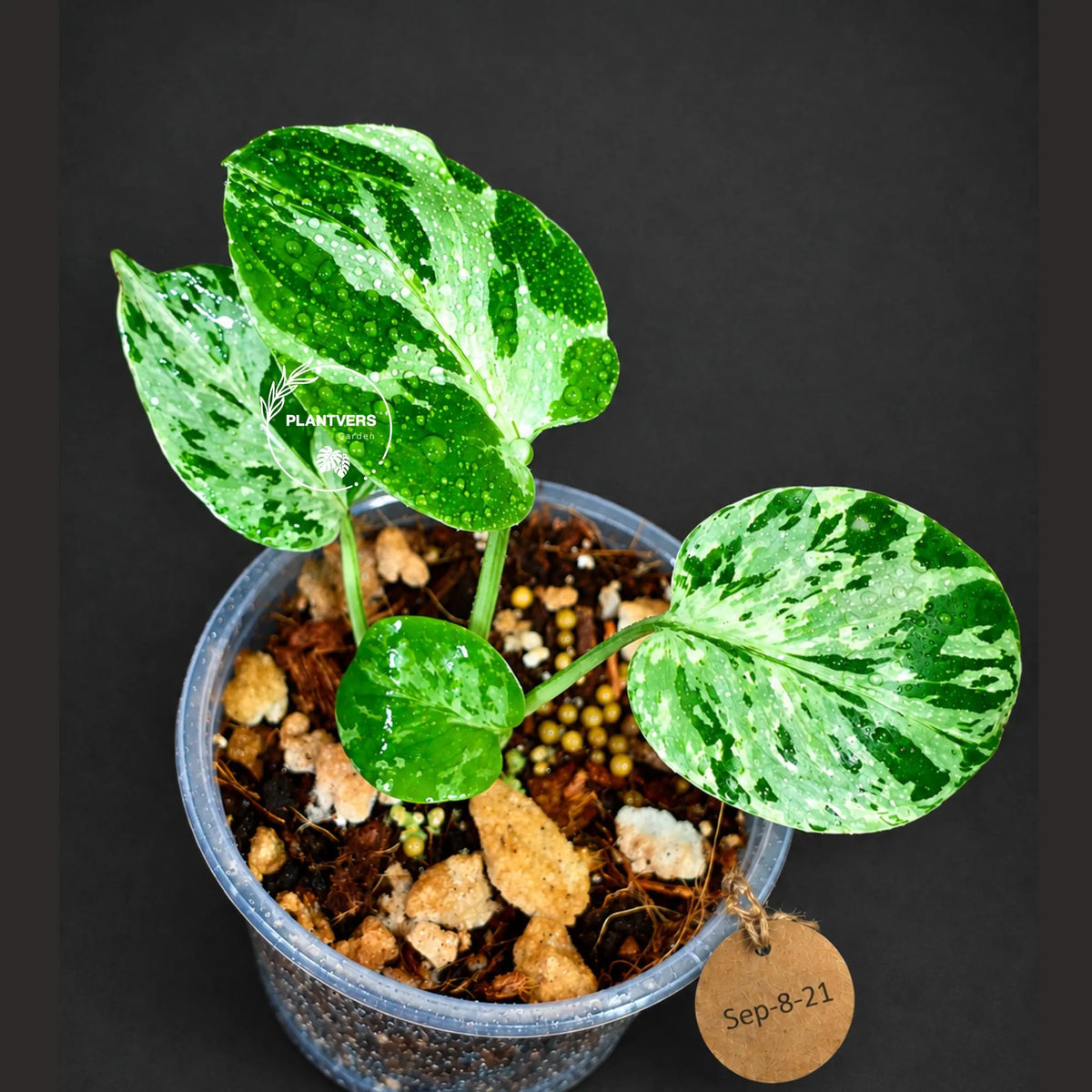 Rare Variegated Monstera Deliciosa Bulbasaur Live Plant - EXACT Collector Houseplant - US Seller