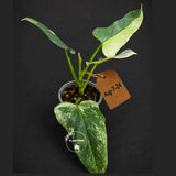 Variegated Silver Sword philodendron - Rare Aroid - Philodendron Hastatum Variegata - Exact Plant - US Seller