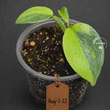 Variegated Silver Sword philodendron - Rare Aroid - Philodendron Hastatum Variegata - Exact Plant - US Seller