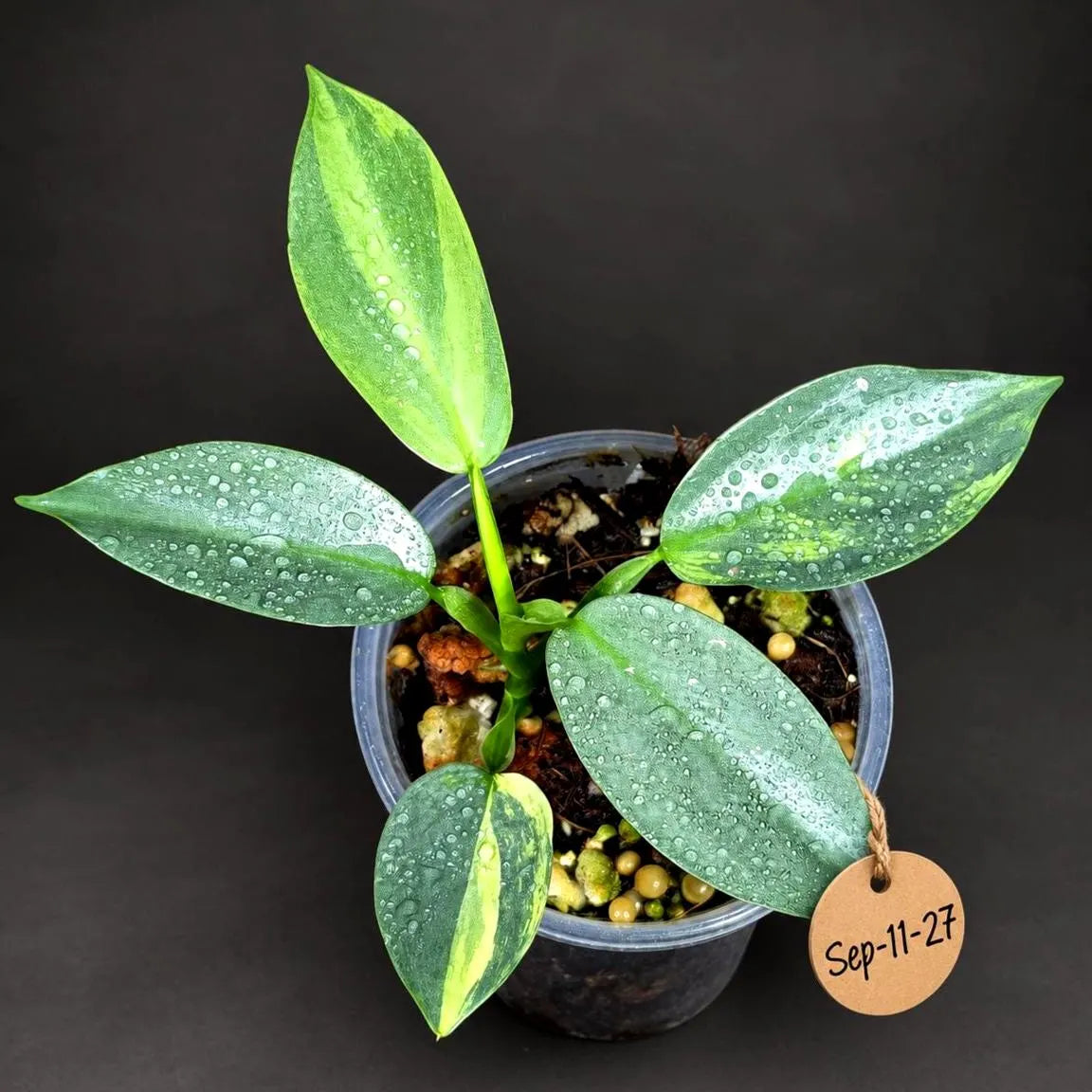 Variegated Silver Sword philodendron - Rare Aroid - Philodendron Hastatum Variegata - Exact Plant - US Seller