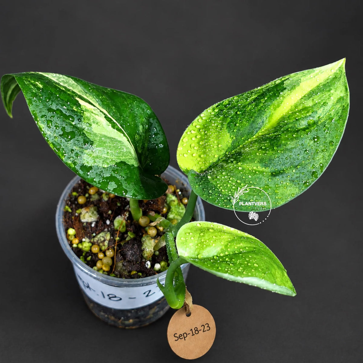 Variegated Scindapsus Jade Satin Aurea Live Plant - Collector Houseplant, Creamy White Marbling