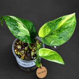 Variegated Scindapsus Jade Satin Aurea Live Plant - Collector Houseplant, Creamy White Marbling