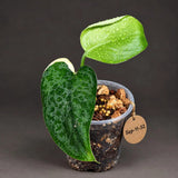Variegated Scindapsus Jade Satin Aurea Live Plant - Collector Houseplant, Creamy White Marbling