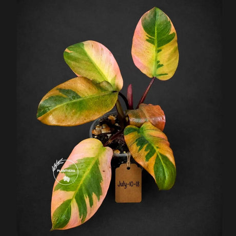 Variegated Black Cardinal Philodendron - Extremely RARE Collector Plant - US Seller - EXACT Same Plant