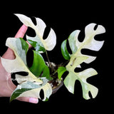 Rhaphidophora Tetrasperma Variegated - Rare Mini Monstera Live Plant - Exact SAME Plant - US Seller