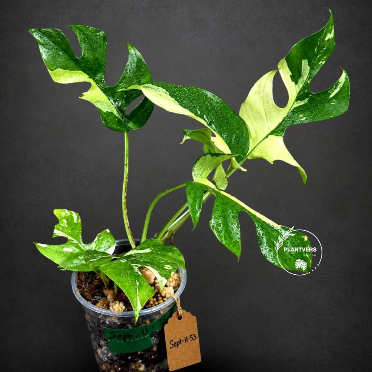Rhaphidophora Tetrasperma Variegated - Rare Mini Monstera Live Plant - Exact SAME Plant - US Seller