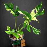 Rhaphidophora Tetrasperma Variegated - Rare Mini Monstera Live Plant - Exact SAME Plant - US Seller