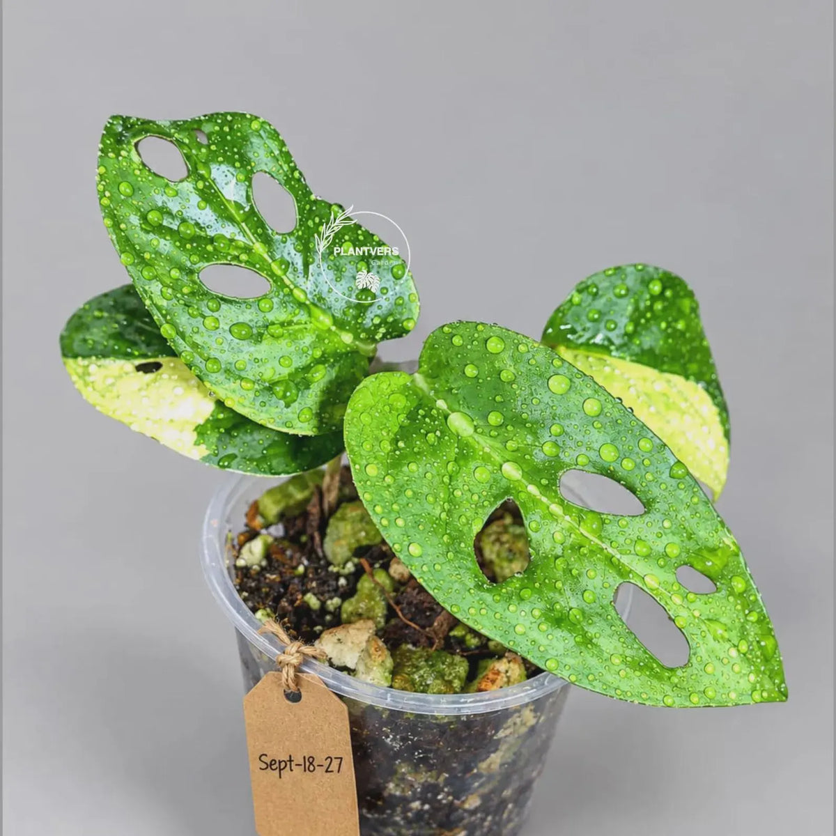 Variegated Monstera Adansonii Aurea Plant - Rare Swiss Cheese EXACT Same Plant - US Seller