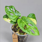 Variegated Monstera Adansonii Aurea Plant - Rare Swiss Cheese EXACT Same Plant - US Seller