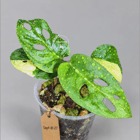 Variegated Monstera Adansonii Aurea Plant - Rare Swiss Cheese EXACT Same Plant - US Seller