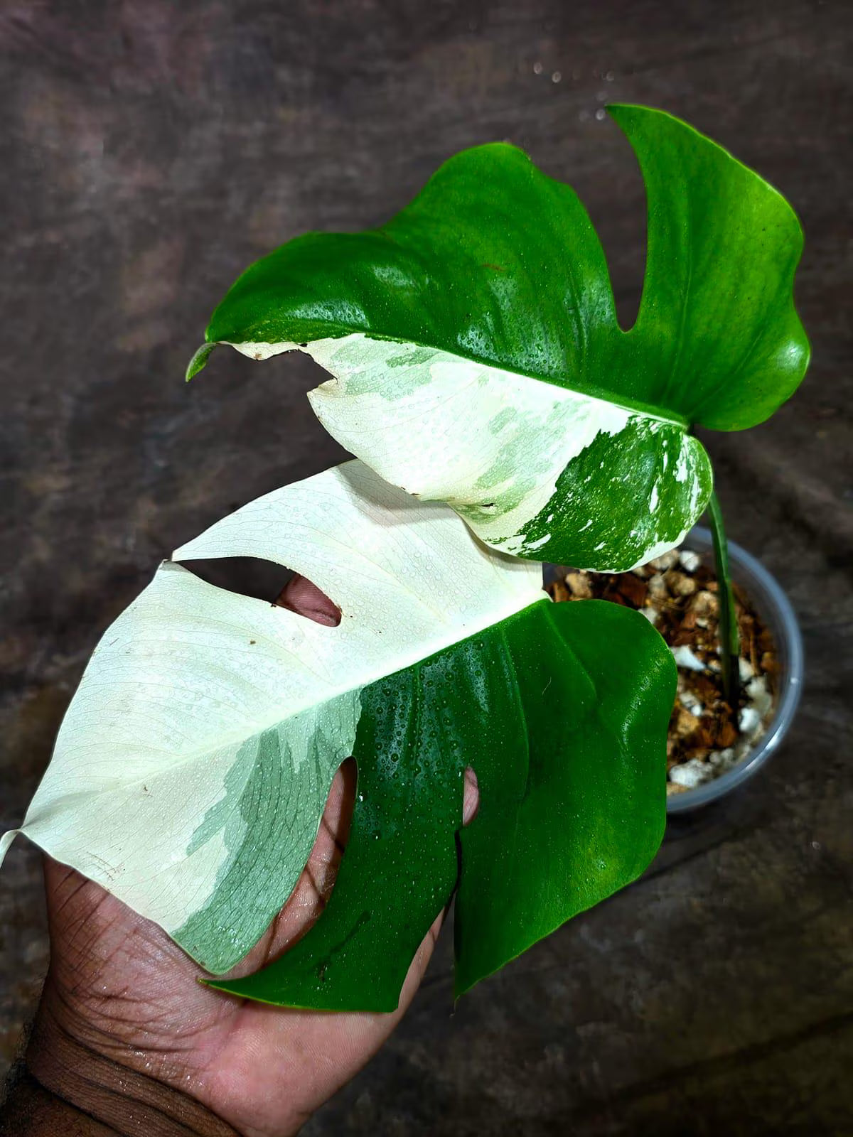 Variegated Monstera Albo - White Albo Borsigiana (Aug-25-35)