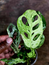 Monstera Adansonii Mottled - Rare Variegated Swiss Cheese Plant - (Aug-4-65)