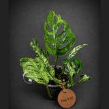Monstera Adansonii Mottled - Rare Variegated Swiss Cheese Plant - (Aug-4-67)
