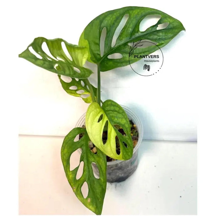 Swiss Cheese Collector Rare Plant