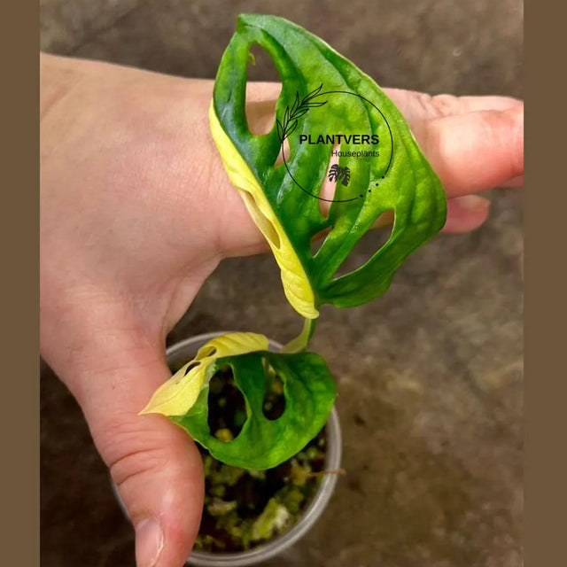 Half-Moon leaf plant