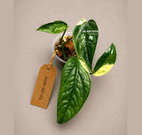Epipremnum Pinnatum Albo Live Plant - Rare Variegated Houseplant - Tropical Plant - Exact Plant