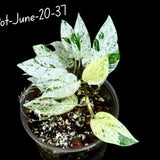 Epipremnum Pinnatum Albo Live Plant - Rare Variegated Houseplant - Tropical Plant - Exact Plant