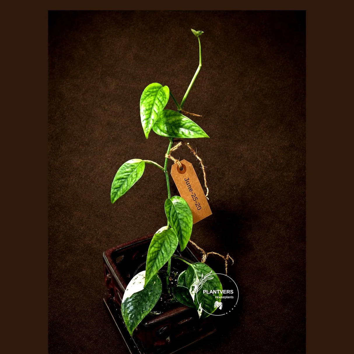 Epipremnum Pinnatum Albo Live Plant - Rare Variegated Houseplant - Tropical Plant - Exact Plant