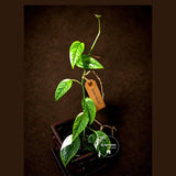 Epipremnum Pinnatum Albo Live Plant - Rare Variegated Houseplant - Tropical Plant - Exact Plant