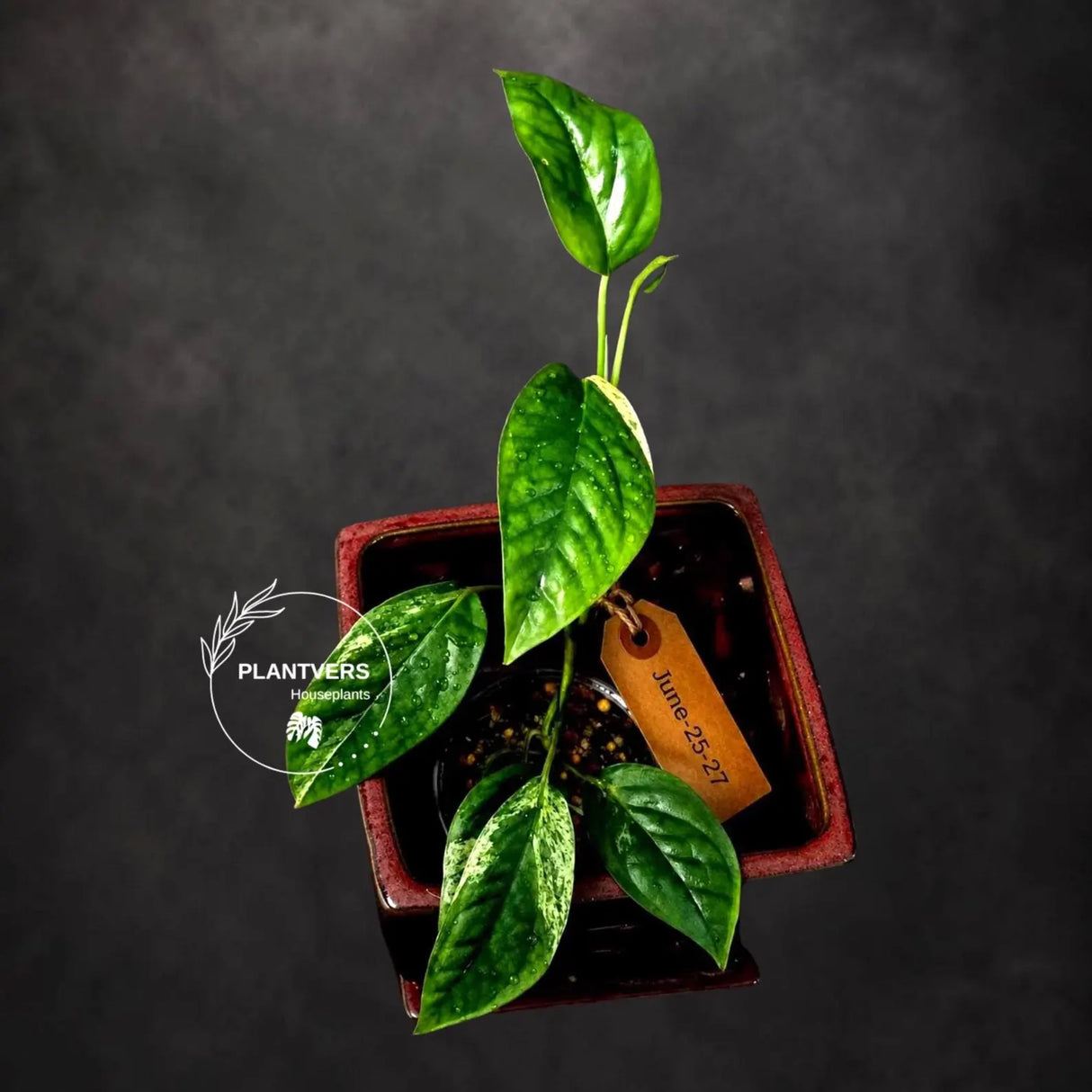 Epipremnum Pinnatum Albo Live Plant - Rare Variegated Houseplant - Tropical Plant - Exact Plant