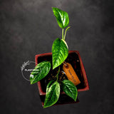 Epipremnum Pinnatum Albo Live Plant - Rare Variegated Houseplant - Tropical Plant - Exact Plant