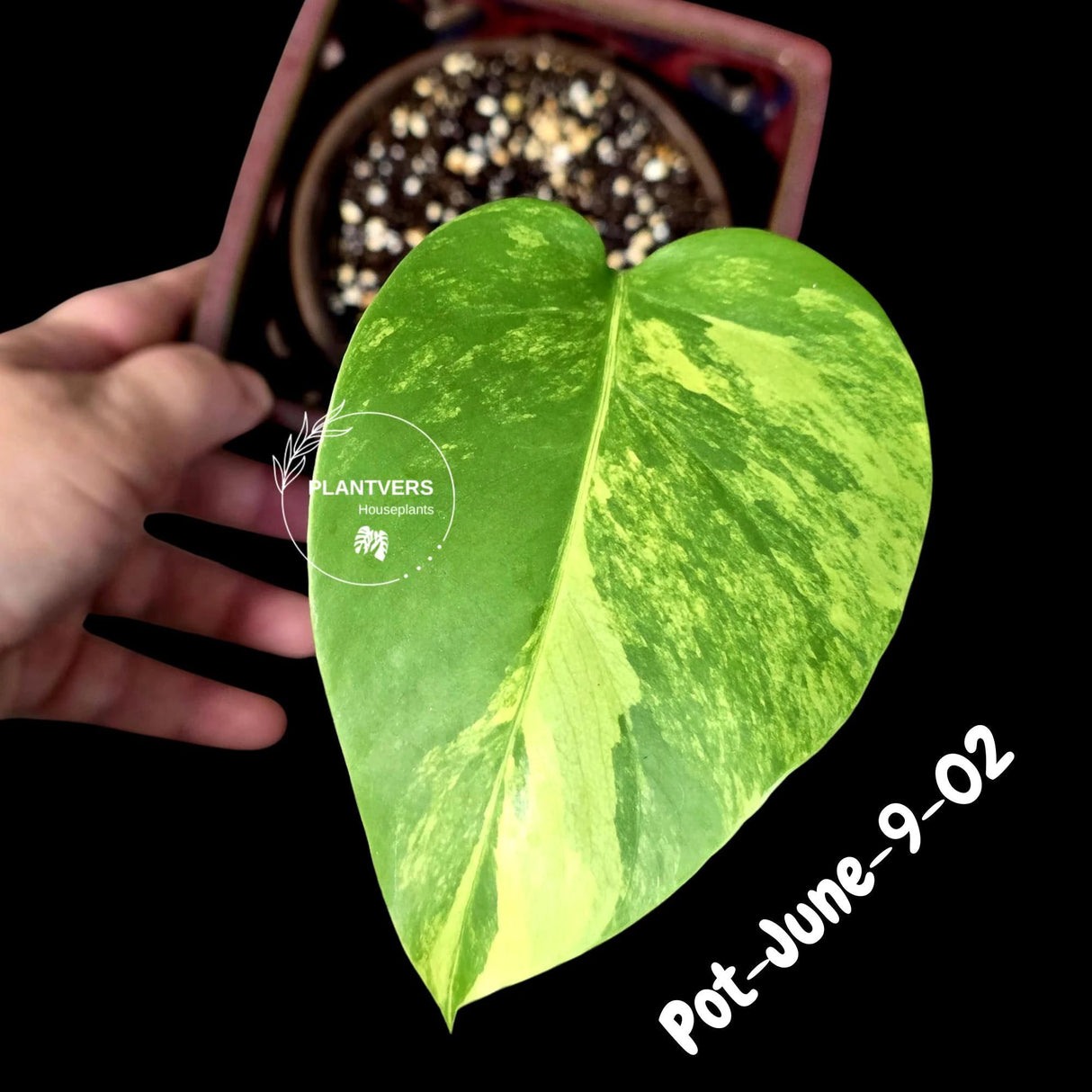 Variegated Monstera Aurea Live Plant - Rare Yellow Variegated Monstera Borsigiana - Collector Grade Houseplant - US Seller