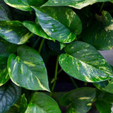 Golden Pothos Cuttings - Low Light Indoor Plants - Green Hanging Vines Pothos Plant