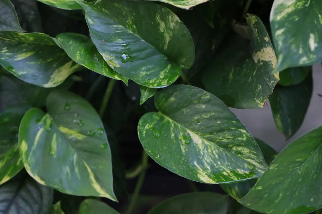 Golden Pothos Cuttings - Low Light Indoor Plants - Green Hanging Vines Pothos Plant