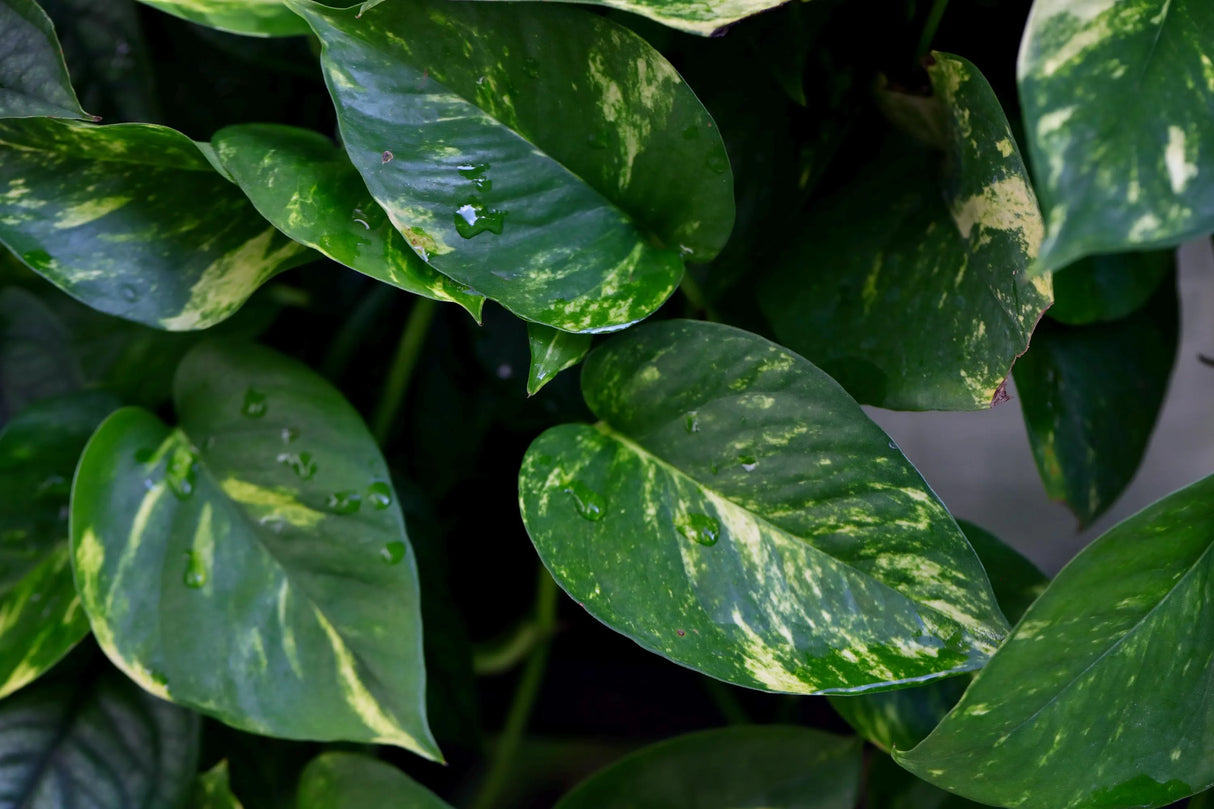 Golden Pothos Cuttings - Low Light Indoor Plants - Green Hanging Vines Pothos Plant