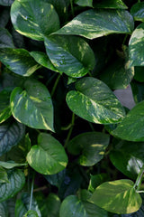 Golden Pothos Cuttings - Low Light Indoor Plants - Green Hanging Vines Pothos Plant