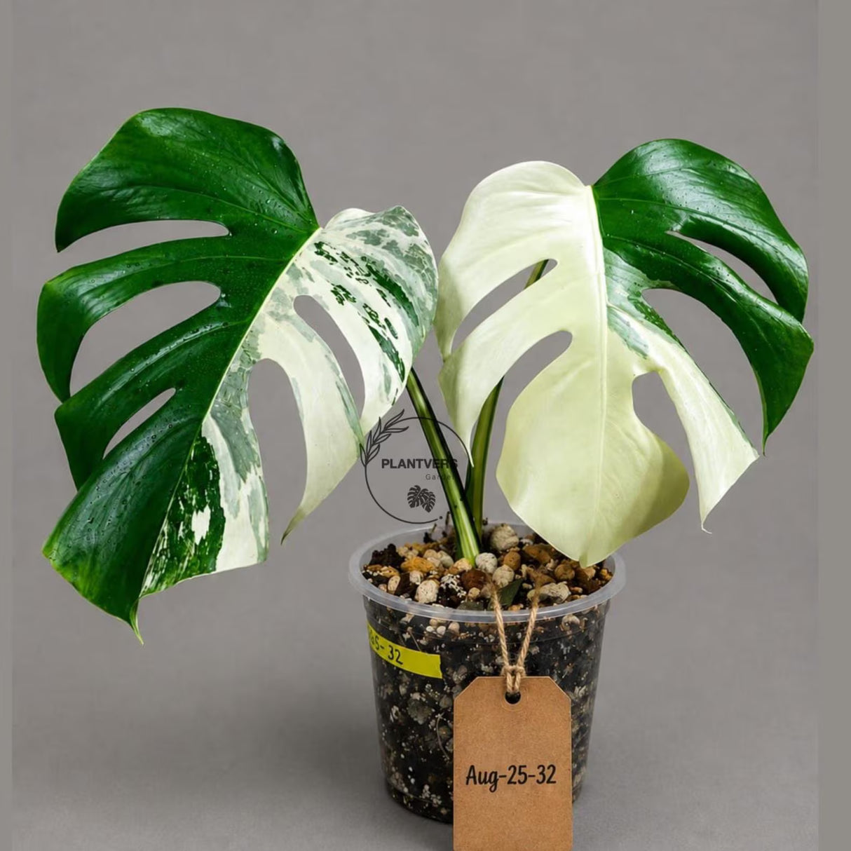 Variegated Monstera Albo - White Albo Borsigiana (Aug-25-32)