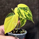 Variegated Philodendron Mican Aurea - Rare Collector Plant - (June-25-16)