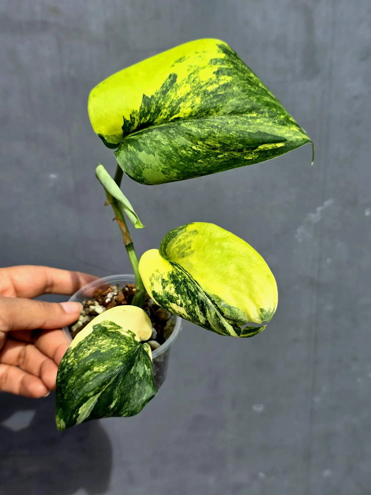 Scindapsus Jade Satin Variegated - Yellow Variegation - (June-22-08)