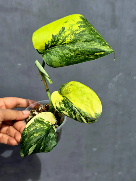 Scindapsus Jade Satin Variegated - Yellow Variegation - (June-22-08)