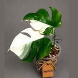 Variegated Monstera Albo - White Albo Borsigiana (Aug-25-35)