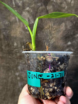 Philodendron Silver Sword Variegated - Rare Exact Plant - (June-21-71)