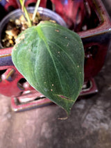 Variegated Philodendron Mican Aurea - Rare Collector Plant - (June-21-66)