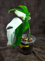 Variegated Monstera Albo - White Albo Borsigiana (Aug-25-35)