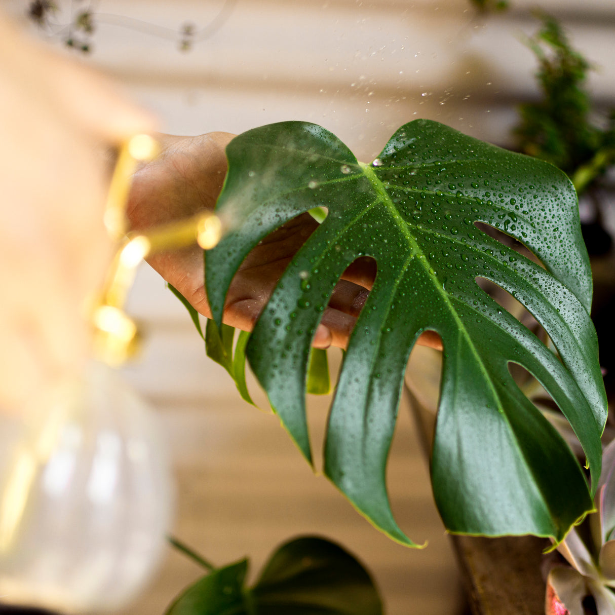 Monstera Deliciousa in a 6" Pot