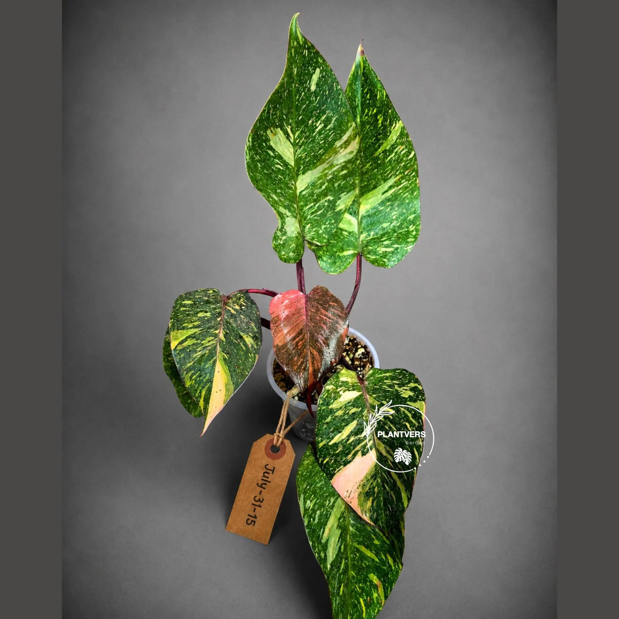 Philodendron Orange Princess Variegated - Rare Aroid Live Plant - Orange Princess Marble