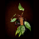 Philodendron Orange Princess Variegated - Rare Aroid Live Plant - Orange Princess Marble