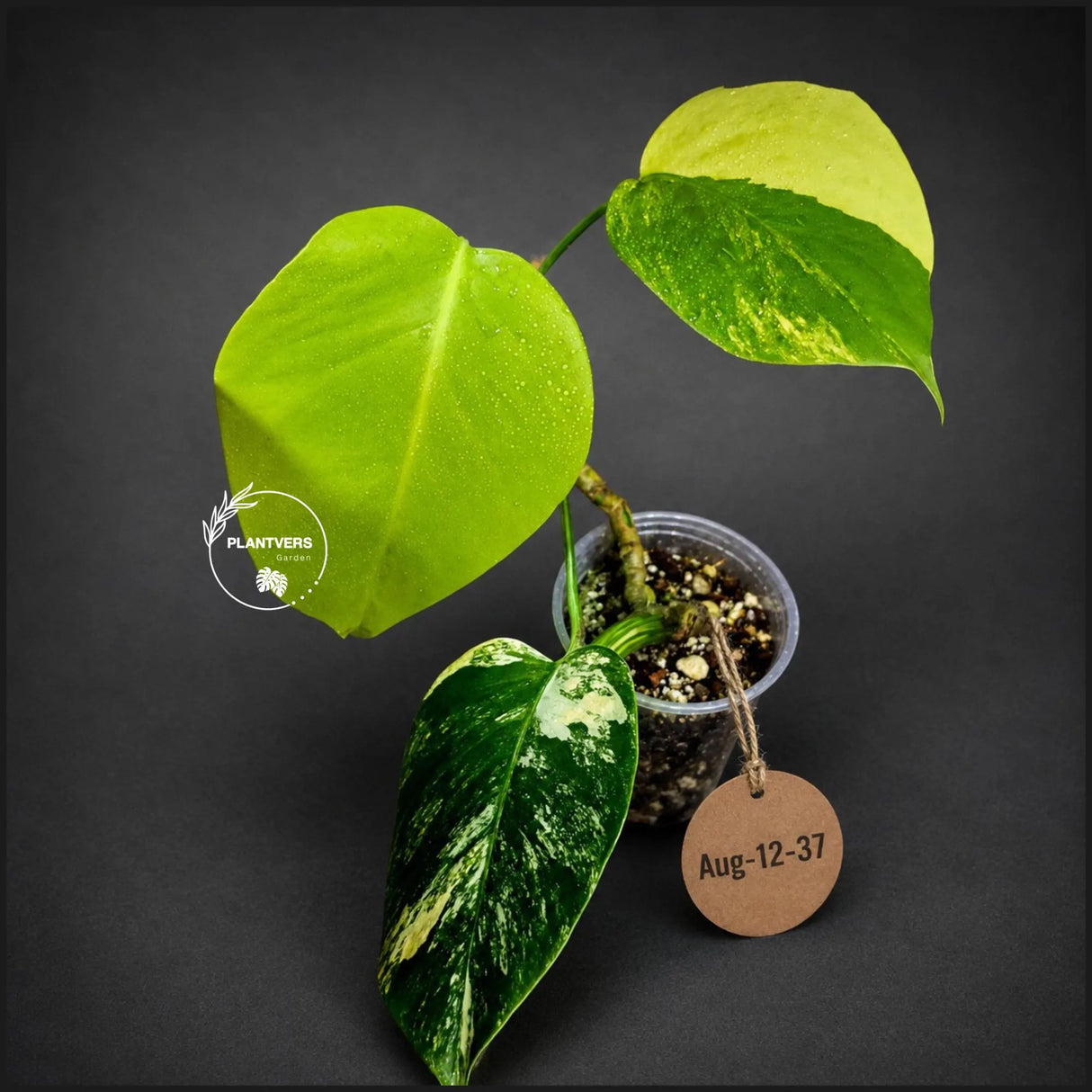 Variegated Monstera Aurea Live Plant - Rare Yellow Variegated Monstera Borsigiana - Collector Grade Houseplant - US Seller
