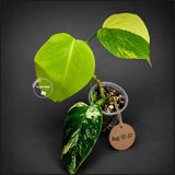 Variegated Monstera Aurea Live Plant - Rare Yellow Variegated Monstera Borsigiana - Collector Grade Houseplant - US Seller