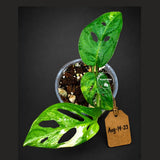 Variegated Monstera Adansonii Albo Plant - Rare Swiss Cheese EXACT Same Plant - US Seller