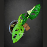 Variegated Monstera Adansonii Albo Plant - Rare Swiss Cheese EXACT Same Plant - US Seller