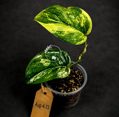 Variegated Scindapsus Jade Satin Aurea Live Plant - Collector Houseplant, Creamy White Marbling