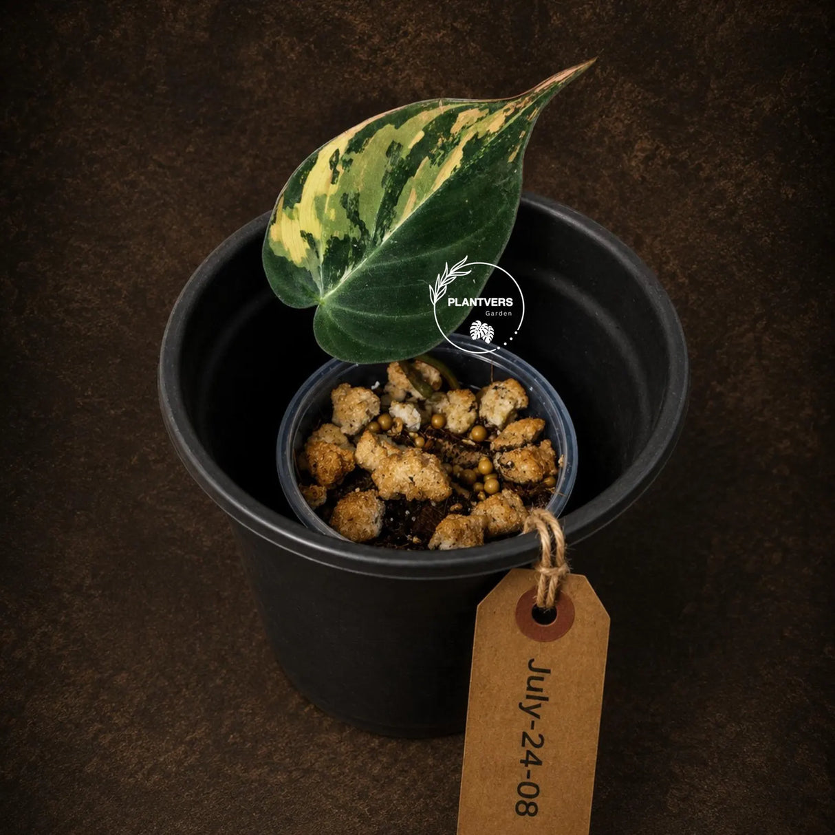 Variegated Philodendron Mican Aurea - Rare Collector Plant - EXACT Plant - US SELLER