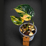 Variegated Philodendron Mican Aurea - Rare Collector Plant - EXACT Plant - US SELLER
