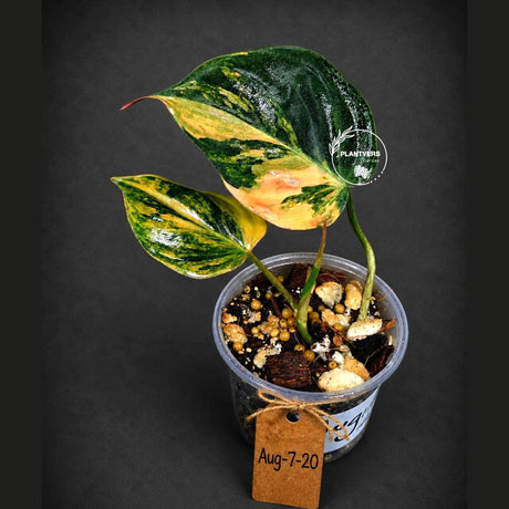 Variegated Philodendron Mican Aurea - Rare Collector Plant - EXACT Plant - US SELLER