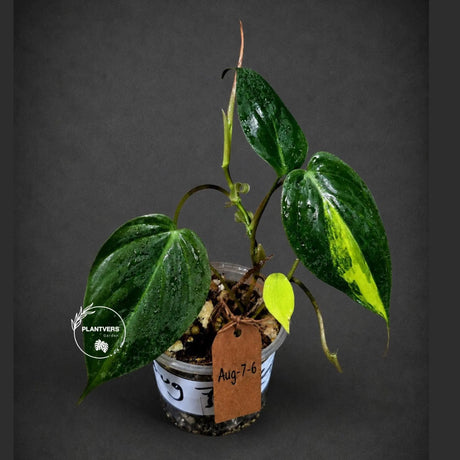 Variegated Philodendron Mican Aurea - Rare Collector Plant - EXACT Plant - US SELLER
